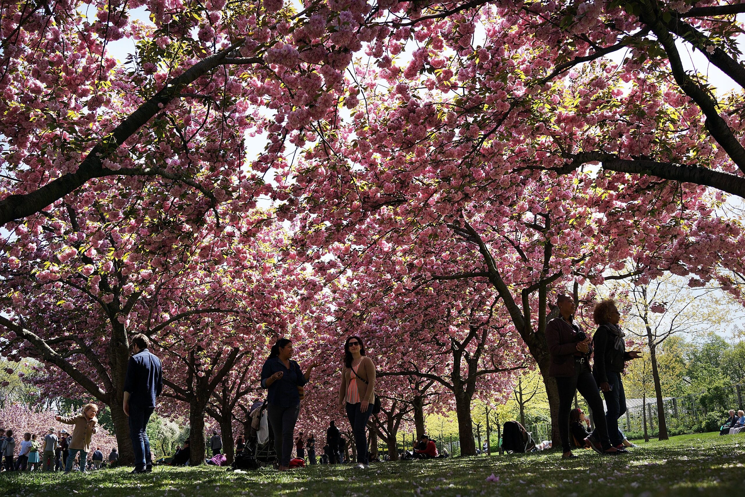 The Brooklyn Botanical Garden has been open for a few weeks. We encourage you to take a walk outside as summer winds down. Photo: Getty Images Spencer Platt